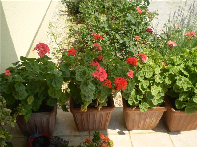 muškatle